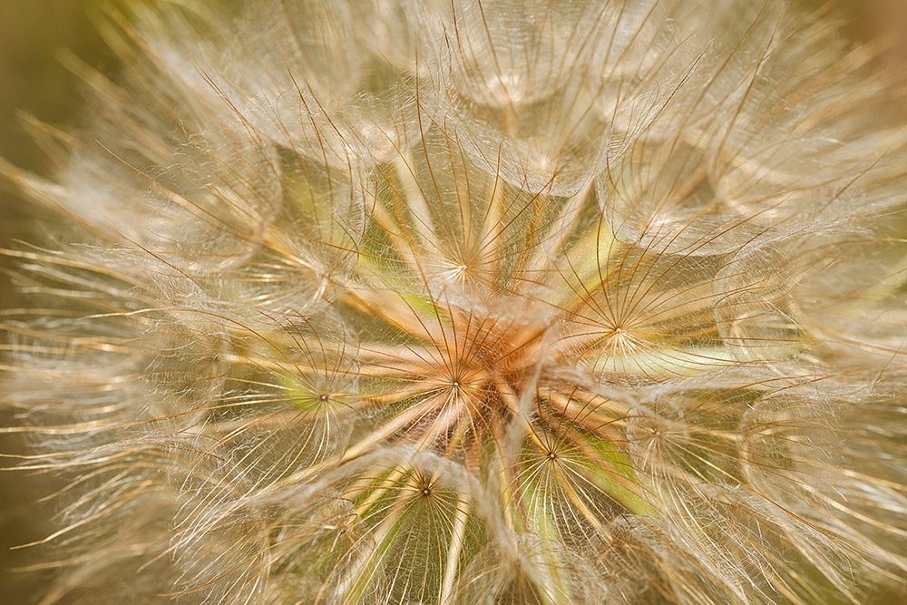 Canada-Ontario-Sioux Narrows Goats-beard flower close-up art print by Jaynes Gallery for $57.95 CAD